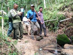 BKSDA Sumsel Temukan Banyak Jejak di Lokasi Sulis Tewas Diterkam Harimau