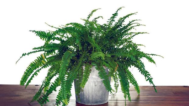Studio photo shoot of a Nephrolepis exaltata 