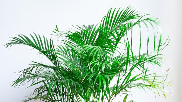 Tanaman Hias Palem Bambu Areca Palm, Chrysalidocarpus lutescens, in a wicker basket, isolated in front of a white wall on a wooden floor