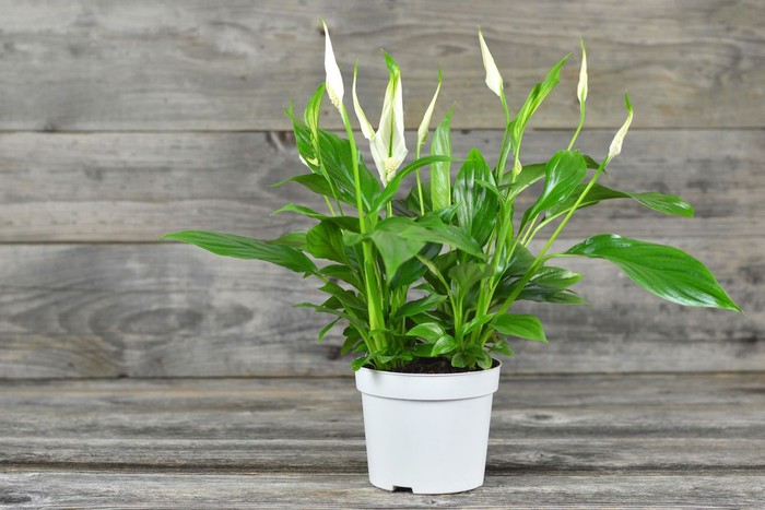 Tanaman Hias Peace Lily Spathe flower in flowerpot on wooden background