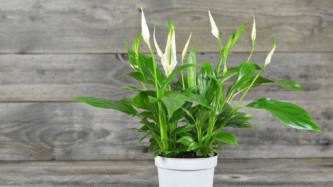 Nggak Cuma Cantik, 5 Tanaman Ini Bisa Jadi Pembersih Udara di Rumah
