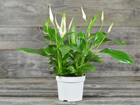 Nggak Cuma Cantik, 5 Tanaman Ini Bisa Jadi Pembersih Udara di Rumah