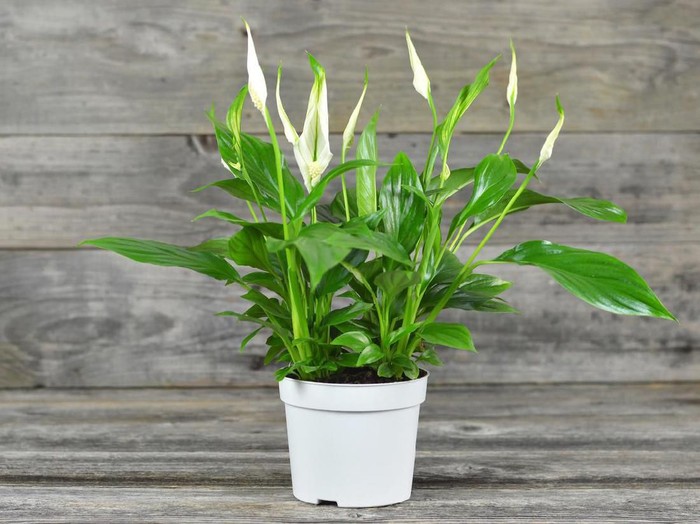 Tanaman hias tidak mudah dirawat Fake flowers in a wicker pot with stand for Interior.Artificial flowers made by fabric and plastic use decorated. Fiddle Fig is a tropical plant in the Banyan family.Ficus Lyrata