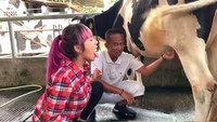 Namun ia kembali jadi perbincangan usai meminum susu langsung dari sapinya. Dok. Instagram/dinar_candy