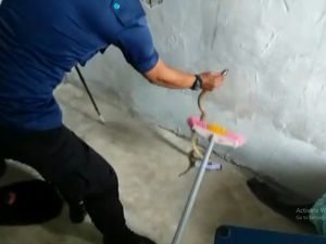 Sembunyi di Balik Lemari, Seekor Ular Kobra di Jambi Diamankan