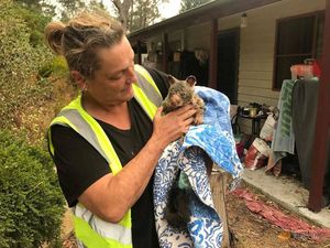 Kisah Penyelamatan Satwa dari Kebakaran Australia