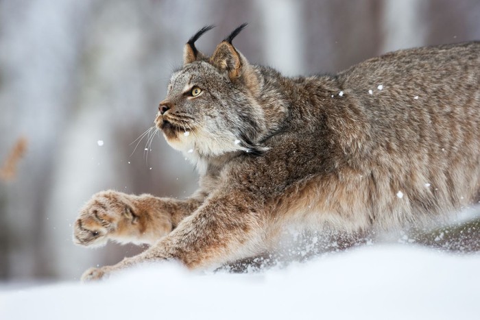 Beautiful caring lynx mother cleaning her cute lynx cub in the grass a summer day in the forest.