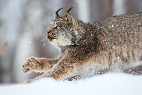 Lynx yang dikenal sebagai kucing hutan ini awalnya diidentifikasi pada abad ke-19 di selatan Prancis, Portugal, dan Spanyol. (iStock) Lynx yang dikenal sebagai kucing hutan ini awalnya diidentifikasi pada abad ke-19 di selatan Prancis, Portugal, dan Spanyol. (iStock)