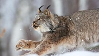 Lynx yang dikenal sebagai kucing hutan ini awalnya diidentifikasi pada abad ke-19 di selatan Prancis, Portugal, dan Spanyol. (iStock)