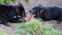 Tasmanian devil sangat beringas saat makan. Sebab bukan hanya memakan daging mangsanya, tasmanian devil juga memakan bulu sampai tulang-tulangnya. Tidak ada yang disisakan! (iStock)