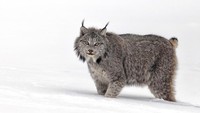 Meski terlihat sangat lucu, tapi jangan sekali-kali berdekatan dengan lynx yang termasuk predator. Lynx memiliki tubuh yang lebih besar dari kucing biasa. (iStock)