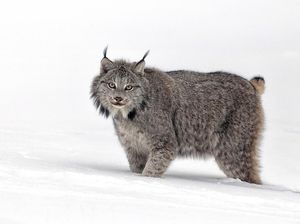 Hari Kucing Sedunia, Kisah Anabul Jadi Dewi Ganas di Mesir Kuno
