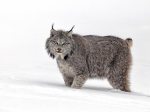 Hari Kucing Sedunia, Kisah Anabul Jadi Dewi Ganas di Mesir Kuno