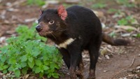 Tasmanian devil yang jantan, ukurannya lebih besar dibanding yang betina. Berat maksimal binatang ini adalah 12 kg, dengan total tinggi (jika berdiri) 30 cm (iStock)