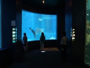 Melihat Ratusan Hewan Laut di Kaiyukan Aquarium Osaka