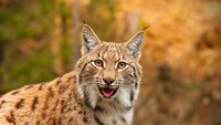 Kalau kucing biasa punya bulu yang berwarna-warni, lynx lebih mirip macan. Bulu coklat atau abu-abu dengan totol-totol hitam membuat kucing berjenggot ini semakin garang. (iStock)