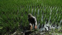 Selain itu menurut keterangan warga, lahan sawah di Rorotan perlahan akan hilang berjalan seiring dengan waktu.