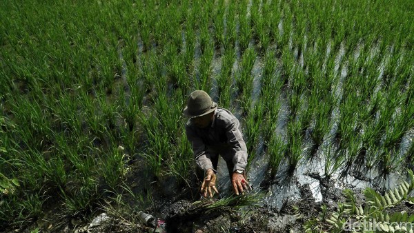 Lahan persawahan di Rorotan, Jakut perlahan hilang berjalan seiring dengan waktu karena beberapa pembangunan hunian.