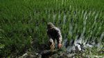 Alih Fungsi Lahan Persawahan di Pesisir Jakarta Alih Fungsi Lahan Persawahan di Pesisir Jakarta