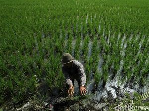 Ada UU Cipta Kerja, Krisis Lahan Sawah di RI Bisa Makin Gawat?