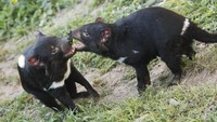 Mengenal tasmanian devil lebih dekat, binatang ini adalah karnivora. Mangsa utamanya adalah ular, tikus, hingga bangkai (iStock)