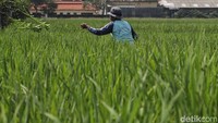 Para petani di Rorotan tidak punya pilihan untuk menjual sawah tersebuut dengan harga yang mahal.