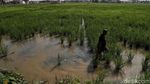 Alih Fungsi Lahan Persawahan di Pesisir Jakarta Alih Fungsi Lahan Persawahan di Pesisir Jakarta