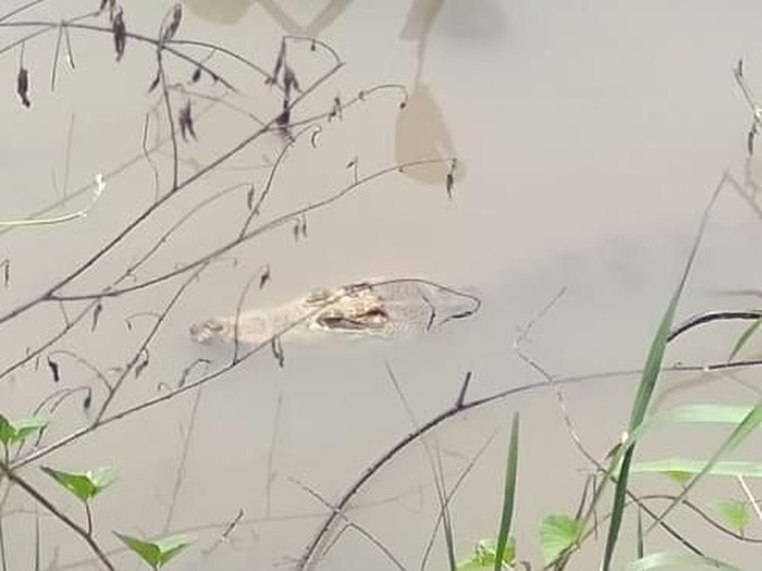 Bagaimana Nasib Buaya Yang Ditangkap Warga Sidoarjo Dari Sungai