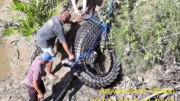 Buaya Besar Ditangkap di Muna Sultra, Dievakuasi ke Kantor Polisi