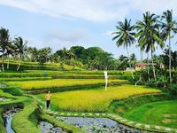 Usai Wisata Di Ubud Bisa Makan Enak Di 5 Restoran Ini