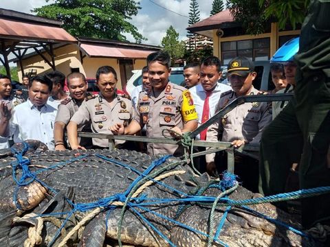 Buaya Besar Ditangkap di Muna Sultra, Dievakuasi ke Kantor Polisi