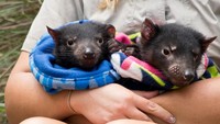 Tahun 1941, pemerintah Australia mulai memasukan tasmanian devil dalam daftar binatang yang dilindungi. Si hewan setan ini juga masuk dalam kategori terancam punah Red List dari Conservation of Nature and Natural Resources (IUCN) (iStock)