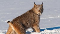 Yang membuat kucing ini spesial adalah jenggot di sekitar wajahnya. Kemudian ada jumbai hitam di telinga yang membuat wajah kucing ini semakin menonjol. Ekor kucing ini pun lebih pendek. (iStock)