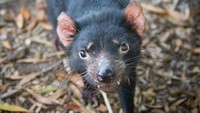 Tasmanian Devil adalah hewan asli yang hanya ada di Pulau Tasmania, bagian selatan Australia (iStock)