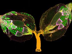 Keindahan Dunia Mikroskopis yang Memukau Mata