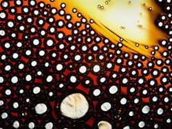 Keindahan Dunia Mikroskopis yang Memukau Mata