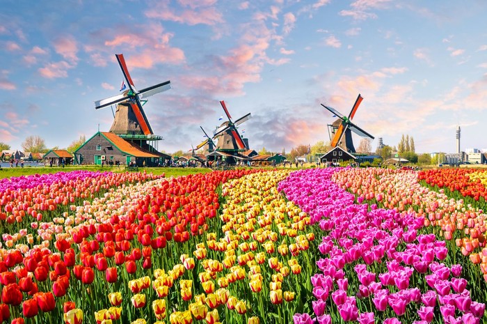 Ilustrasi Belanda