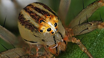Laba-laba betina. karya Antoine Franck. Foto: Nikon Small World