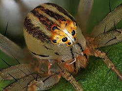 Keindahan Dunia Mikroskopis yang Memukau Mata