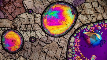 Foto: Nikon Small World