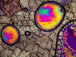 Keindahan Dunia Mikroskopis yang Memukau Mata