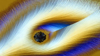 Vitamin C. Karya Karl Deckart. Foto: Nikon Small World 