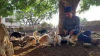 Kisah Sedih di Kota yang Lebih Banyak Kucing Dibanding Manusia
