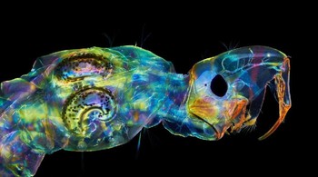 Larva cacing kaca. Karya Christopher Algar.  Foto: Nikon Small World