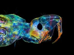 Keindahan Dunia Mikroskopis yang Memukau Mata