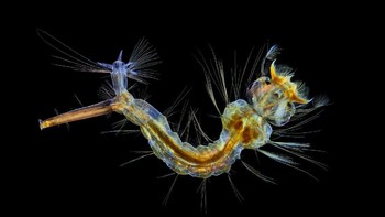 Larva nyamuk. Karya Anne Algar.  Foto: Nikon Small World