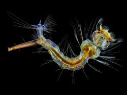 Keindahan Dunia Mikroskopis yang Memukau Mata