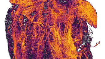 Pembuluh darah jantung tikus. Karya Simon Merz, Lea Bornemann dan Sebastian Korste. Foto: Nikon Small World 
