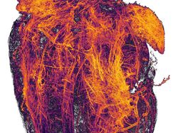 Keindahan Dunia Mikroskopis yang Memukau Mata