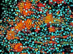 Keindahan Dunia Mikroskopis yang Memukau Mata